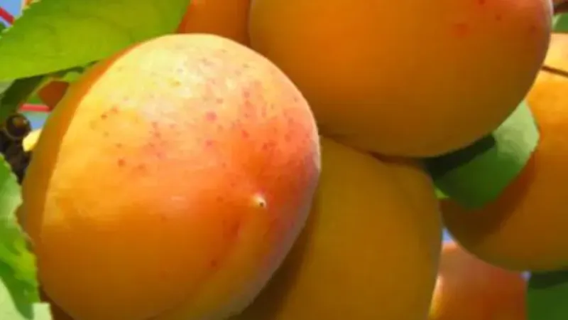 Marhuľa 'Dimaija': Severský kráľ antioxidantov (Exkluzívne u nás)