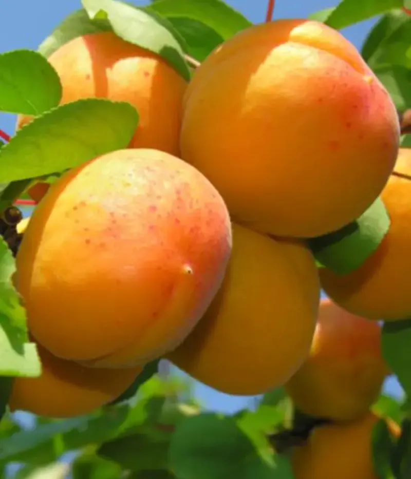 Marhuľa (Prunus armeniaca) VALERIA - Tutifruti, s.r.o.