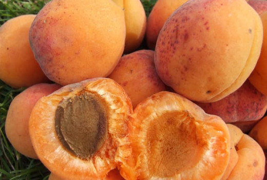 Die lettischen Aprikosen-Königinnen: Analyse der Sorten Lāsma, Daiga und Velta