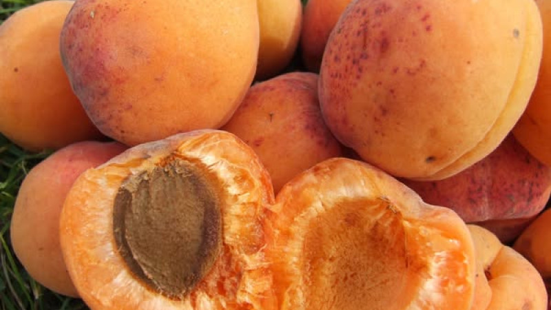 Lotyšské marhuľové kráľovné: Analýza odrôd Lāsma, Daiga a Velta