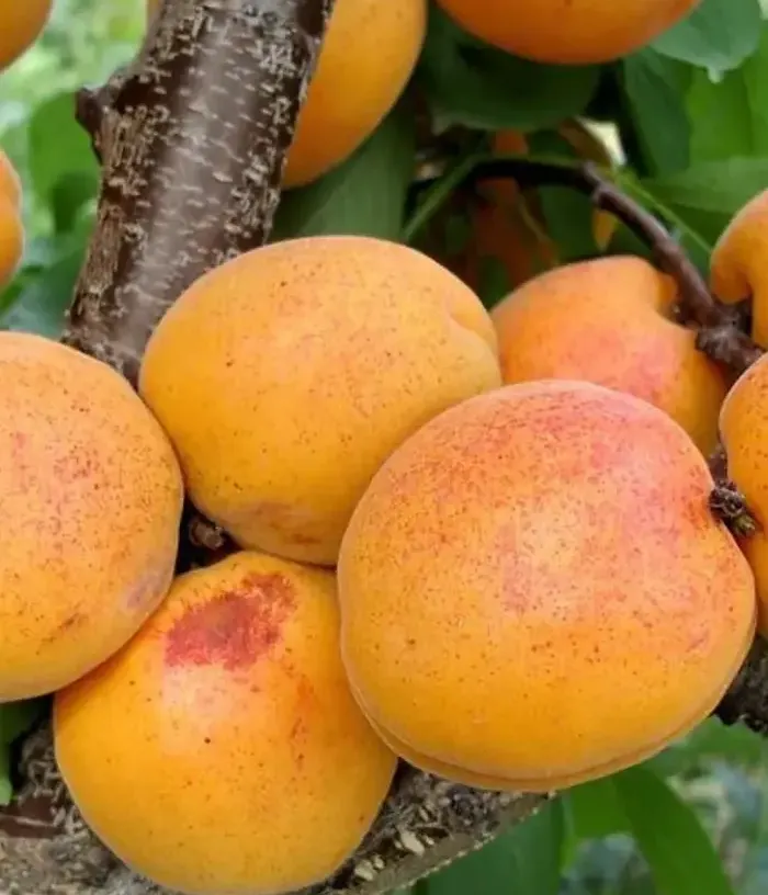 Apricot (Prunus armeniaca) VIORICA - Tutifruti, s.r.o.