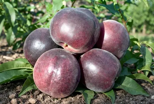 Čierna marhuľa (Prunus x dasycarpa): Vzácny medzidruhový hybrid a jeho tajomstvá