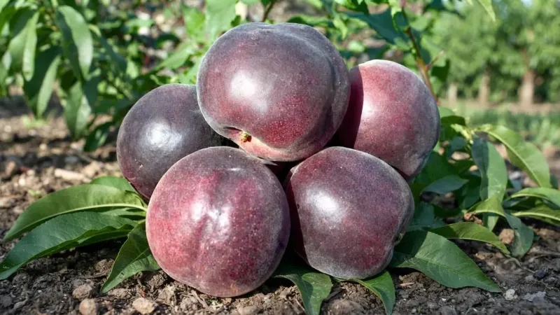 Čierna marhuľa (Prunus x dasycarpa): Vzácny medzidruhový hybrid a jeho tajomstvá