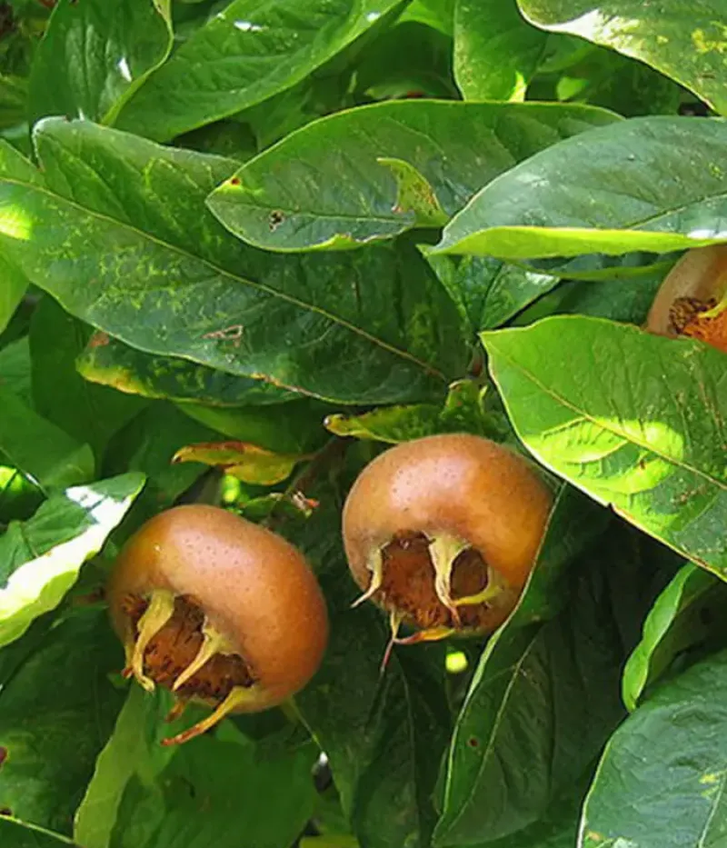 Mišpuľa (Mespilus germanica) DUTCH GIANT (HOLLANDI ÓRIÁS) - Tutifruti, s.r.o.