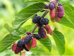 Mulberry (Morus nigra) FULL SEASONS