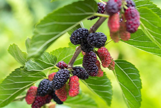 Mulberries (Part 2): A guide to the best varieties for your garden