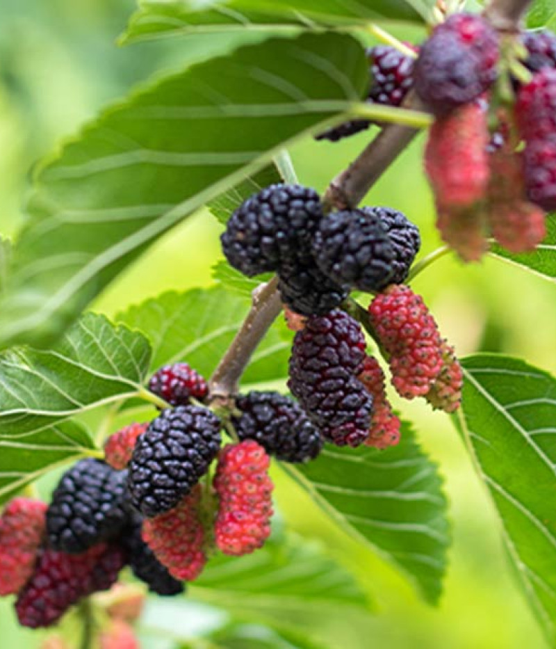 Mulberry (Morus nigra) FULL SEASONS - Tutifruti SK