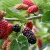 Mulberry