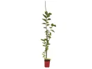 Moruša (Morus nigra) RED NO 2 - Tutifruti SK