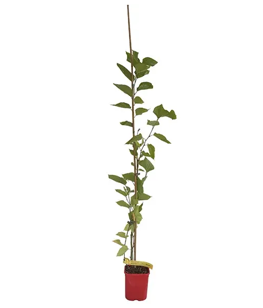 Moruša (Morus nigra) RED NO 2