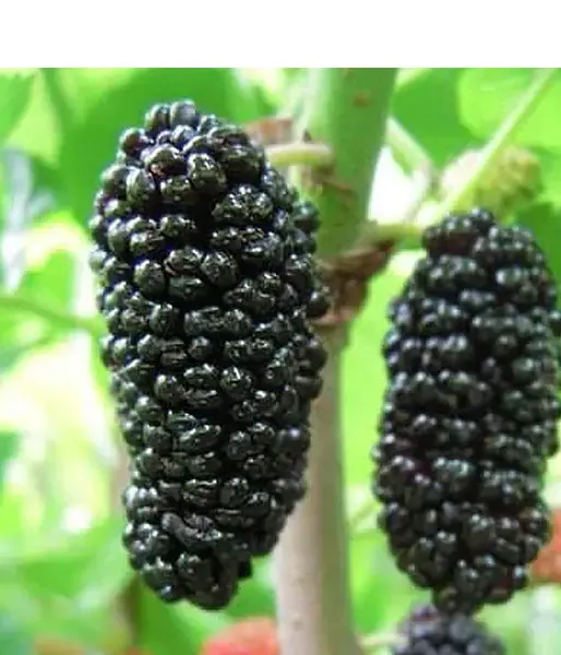 Moruša (Morus nigra) SHELLI - Tutifruti, s.r.o.