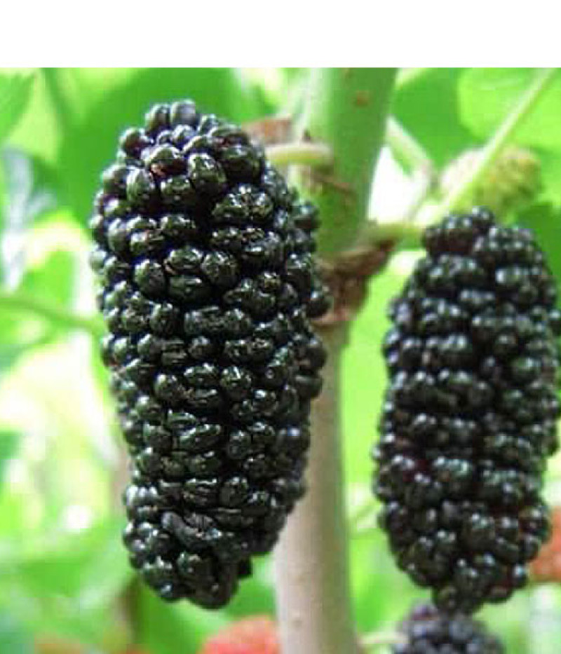 Maulbeere (Morus nigra) SHELLI - Tutifruti, s.r.o.