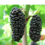  Maulbeere (Morus nigra) SHELLI