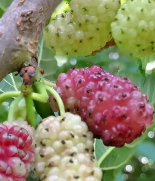 Mulberry (Morus alba) SANGUE E LATTE