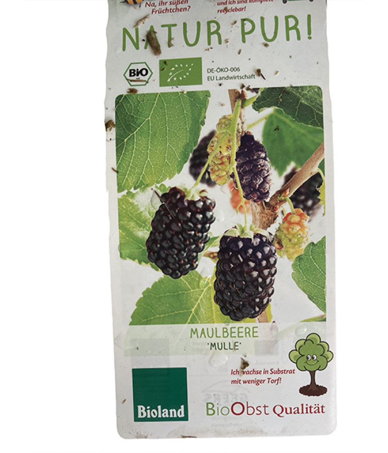 BIO Moruša (Morus nigra) MULLE - Tutifruti SK