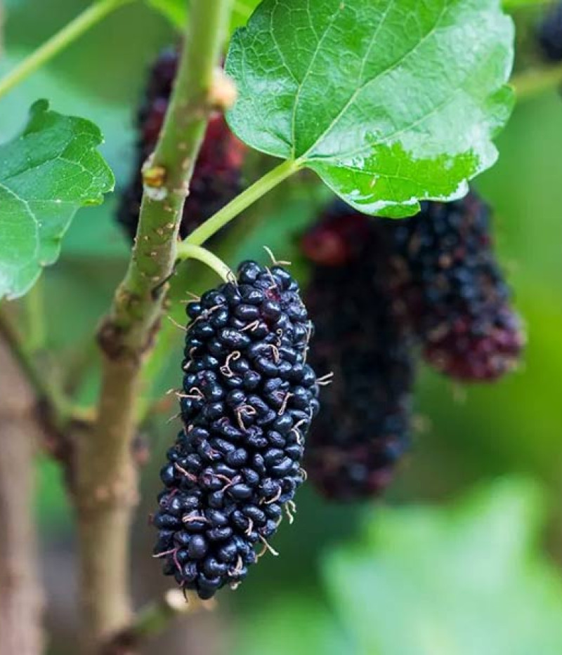 BIO Moruša (Morus nigra) MULLE - Tutifruti SK