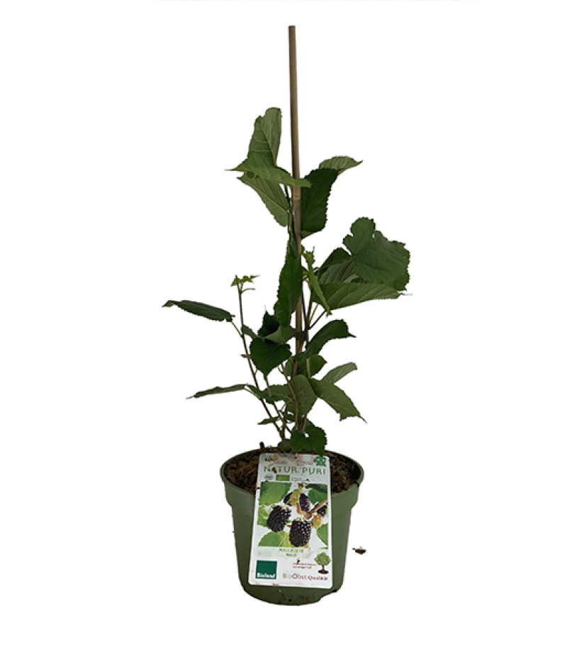 BIO Moruša (Morus nigra) MULLE - Tutifruti SK