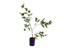 Moruša (Morus nigra) SEEDLESS - Tutifruti SK