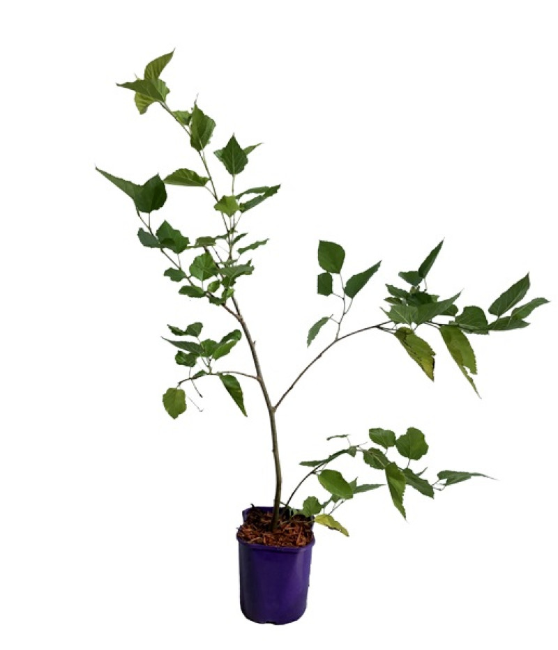 Mulberry (Morus nigra) SEEDLESS - Tutifruti SK