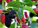 Moruša (Morus nigra) RED NO 2 - Tutifruti SK