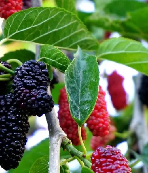 Moruša (Morus nigra) RED NO 2