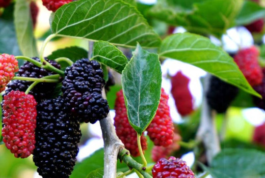 Maulbeerbaum (Morus) -  Ein Überblick über die besten Sorten für Töpfe