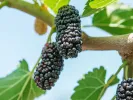 Moruša (Morus nigra) SEEDLESS - Tutifruti SK