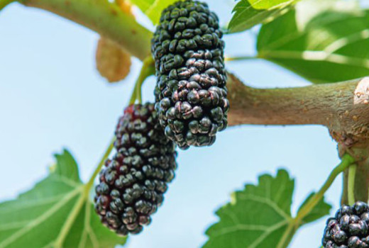 Moruša: Odysea od Hodvábnej cesty k superpotravine (2. časť – Veda a moderné využitie)