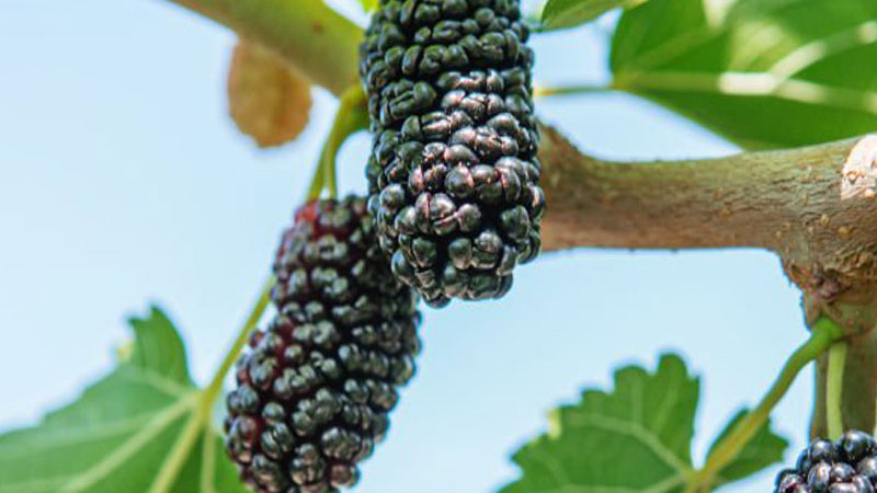 Moruša: Odysea od Hodvábnej cesty k superpotravine (2. časť – Veda a moderné využitie)