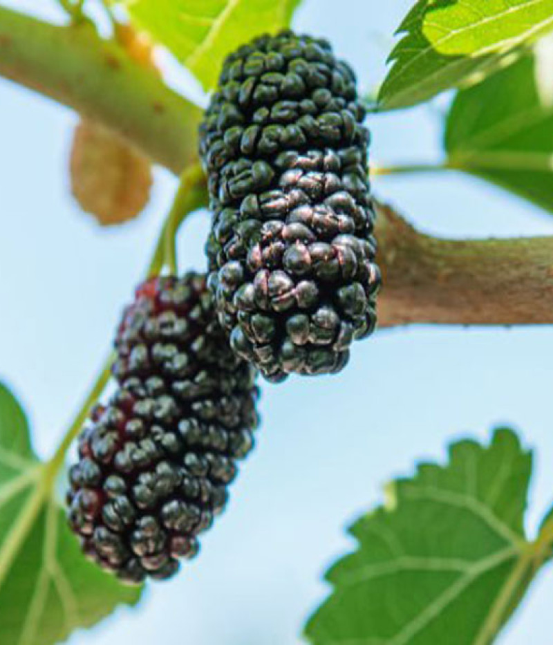 Mulberry (Morus nigra) SEEDLESS - Tutifruti SK