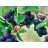 Saskatoon Berry (Amelanchier alnifolia) HONEYWOOD