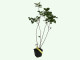 Saskatoon Berry (Amelanchier alnifolia) HONEYWOOD
