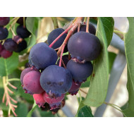 Saskatoon Berry (Amelanchier alnifolia) MANDAM
