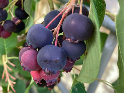 Saskatoon Berry (Amelanchier alnifolia) MANDAM