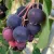 Saskatoon Berry