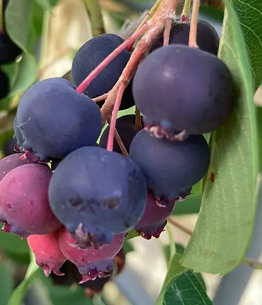 Muchovník jelšolistý (Amelanchier alnifolia) MANDAM