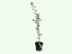 Muchovník jelšolistý (Amelanchier alnifolia) MANDAM