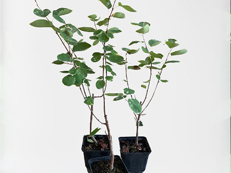 Saskatoon Berry (Amelanchier alnifolia) MARTIN