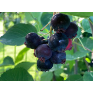 Saskatoon Berry (Amelanchier alnifolia) NORTHLINE