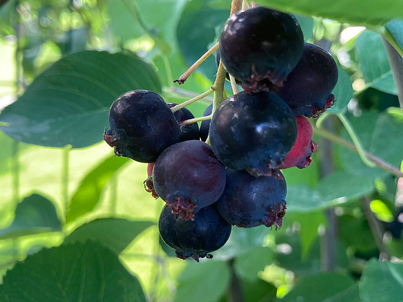 Saskatoon Berry (Amelanchier alnifolia) NORTHLINE