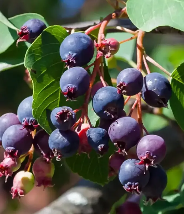 Muchovník jelšolistý (Amelanchier alnifolia) OBELISK PBR - Tutifruti, s.r.o.