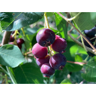 Saskatoon Berry (Amelanchier alnifolia) SLEYT