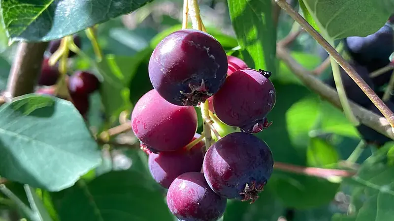 Muchovník (Amelanchier): Porovnanie druhov, účinky a prečo je zdravší ako čučoriedka
