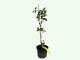 Muchovník jelšolistý (Amelanchier alnifolia) SLEYT
