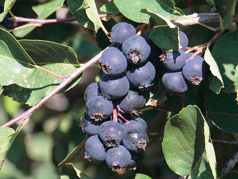 Saskatoon Berry (Amelanchier alnifolia) SMOKY Saskatoon Berry (Amelanchier alnifolia) SMOKY