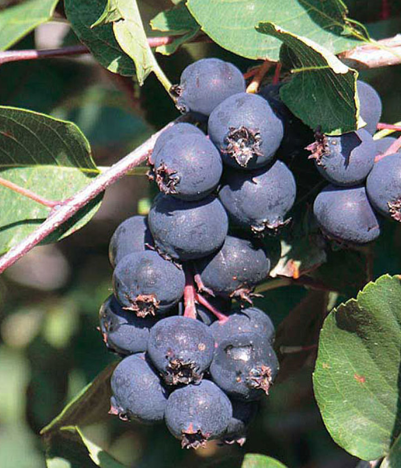 Muchovník jelšolistý (Amelanchier alnifolia) SMOKY - Tutifruti SK