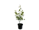 Saskatoon Berry (Amelanchier alnifolia) SMOKY - Tutifruti SK