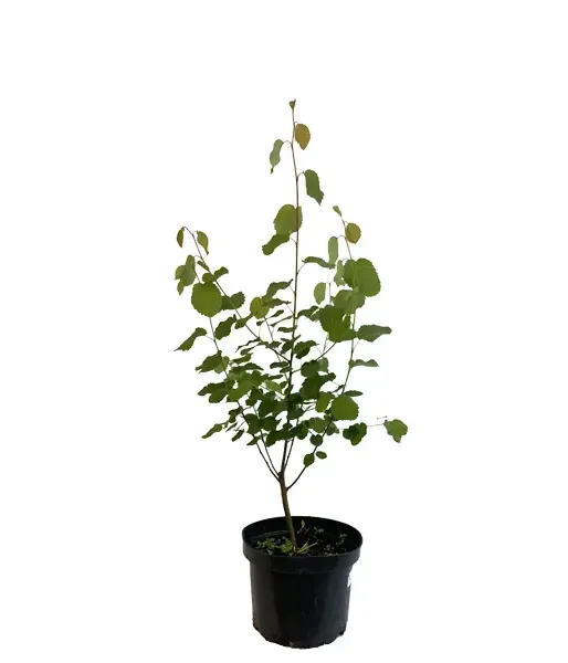 Saskatoon Berry (Amelanchier alnifolia) SMOKY