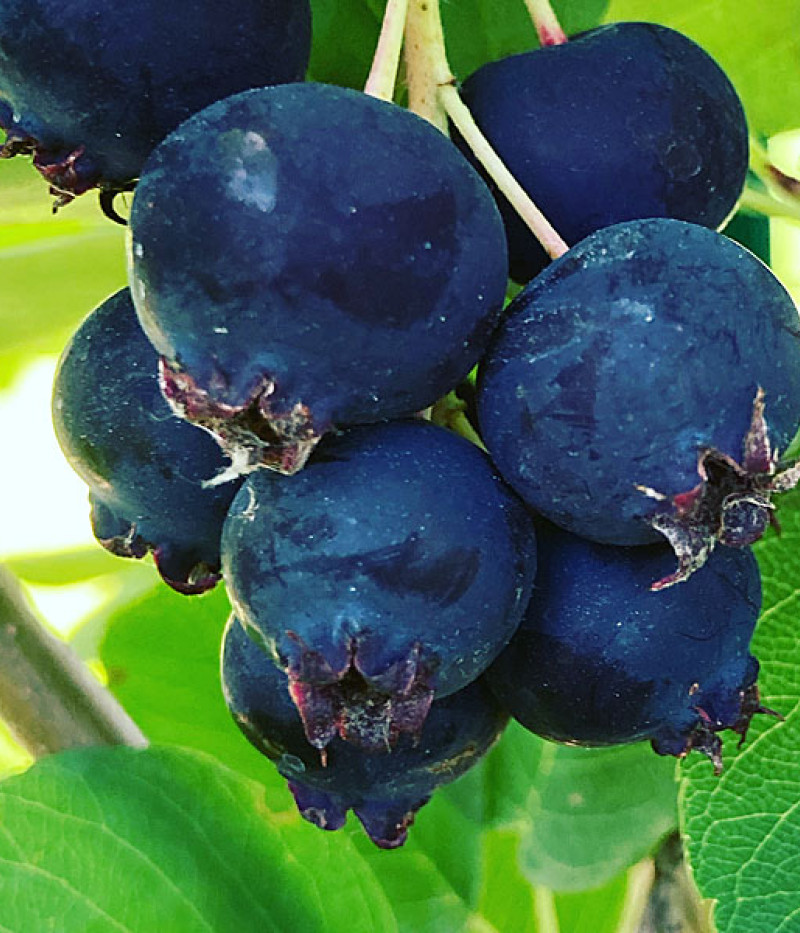 Muchovník jelšolistý (Amelanchier alnifolia) THIESSEN - Tutifruti SK