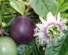 Mučenky